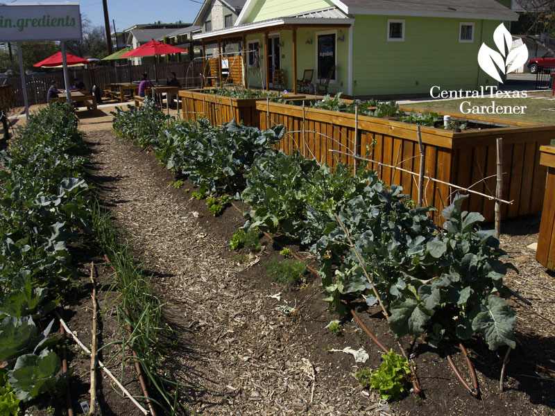 in.gredients Austin hugelkultur and wicking beds