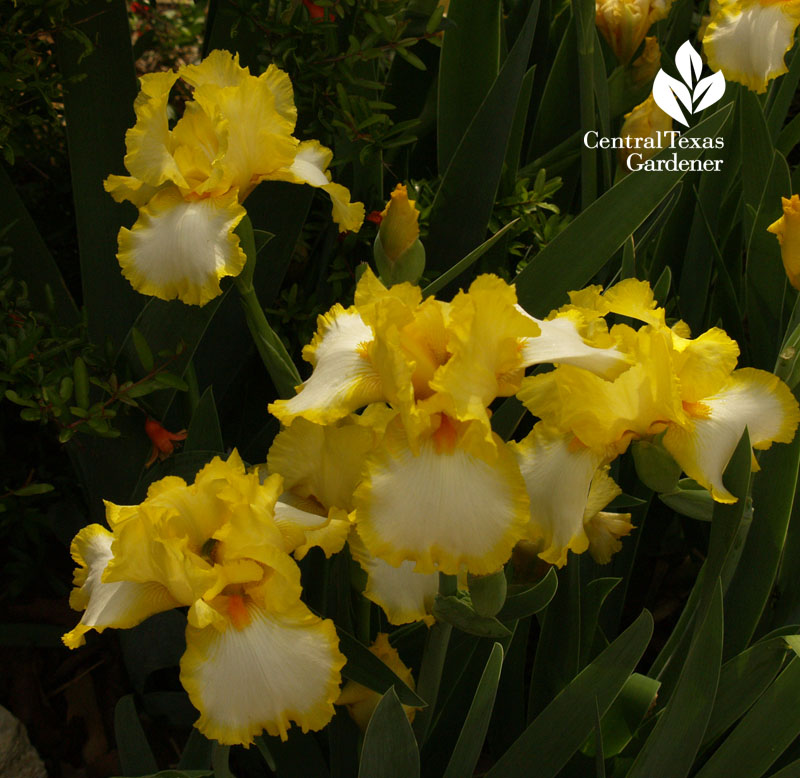 Yellow and white iris Temple garden CTG 