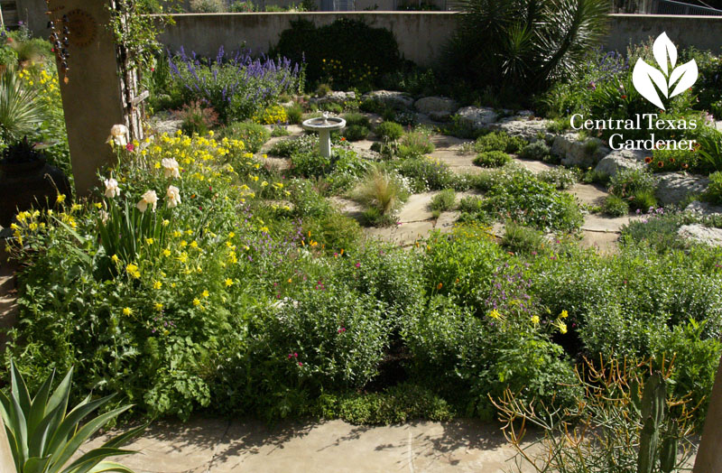 Jenny Stocker drought garden CTG