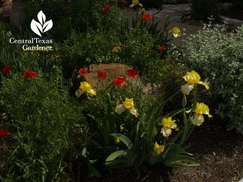 iris and poppies Temple garden CTG 