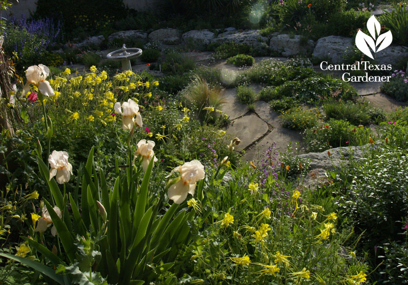 iris columbine in Rock Rose garden on Central Texas Gardener 
