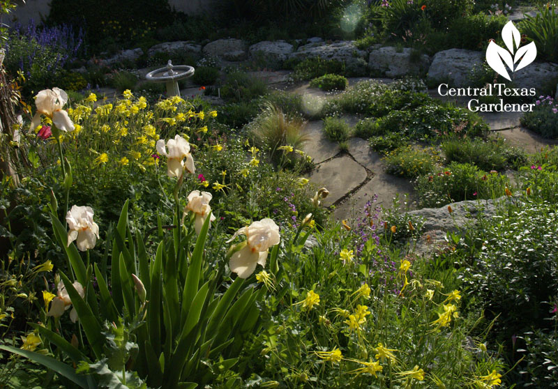 iris columbine in Rock Rose garden on Central Texas Gardener iris columbine in Rock Rose garden on Central Texas Gardener