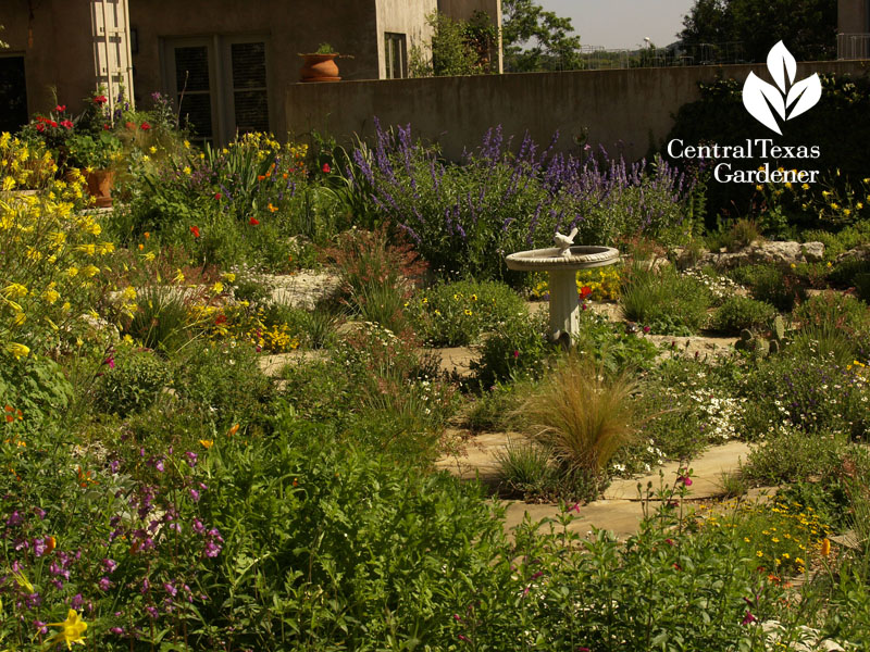 Jenny Stocker's garden Central Texas Gardener 