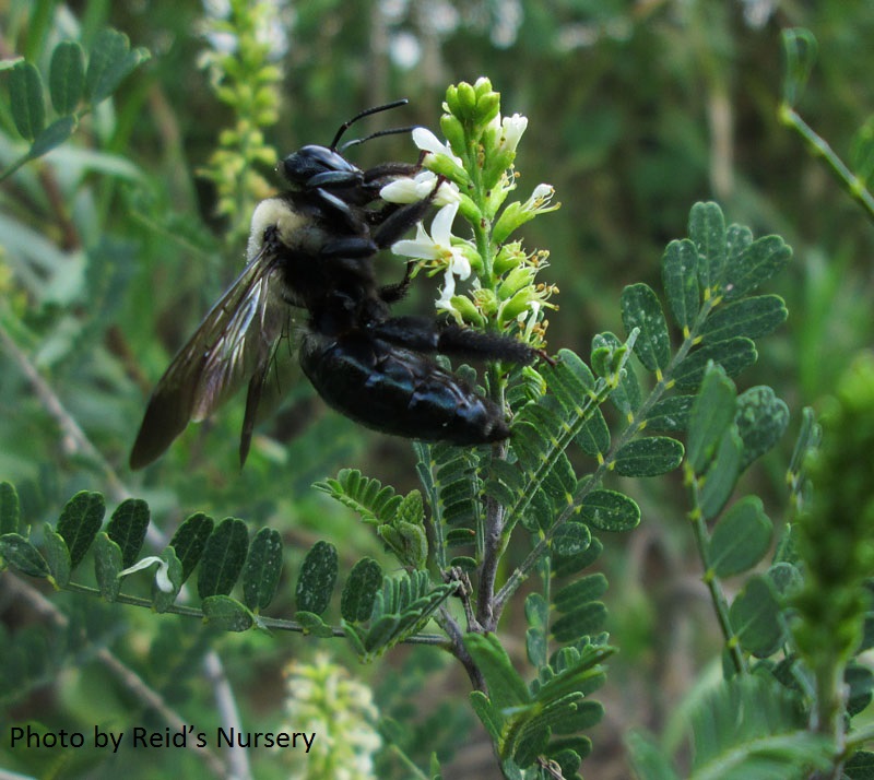 bee on kidneywood flower Reid's Nursery 