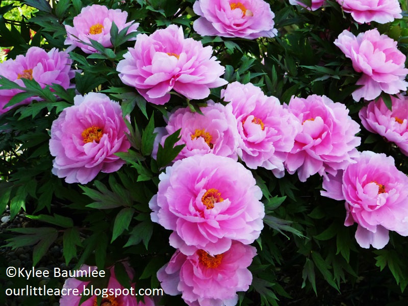 Peony by Kylee Baumlee Our Little Acre