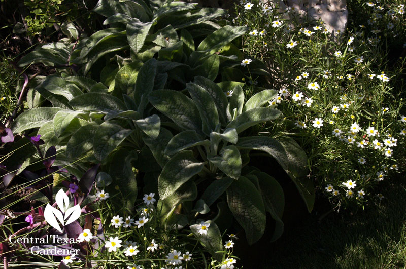 lamb's ears and blackfoot daisy central texas gardener lamb's ears and blackfoot daisy central texas gardener