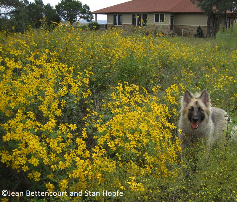 German shepherd in Copper Canyon daisy 