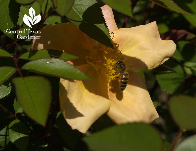 bee on mutabilis rose austin texas 