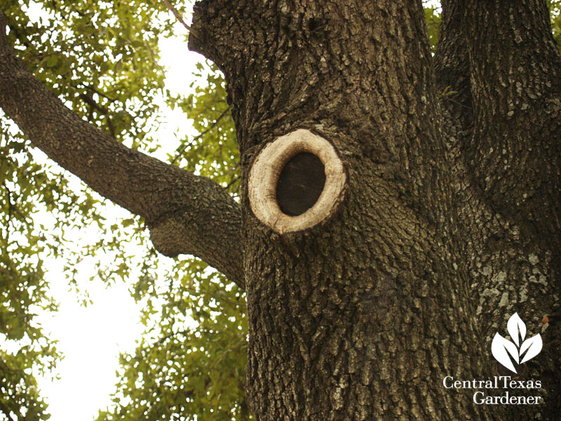 oak tree prune against oak wilt