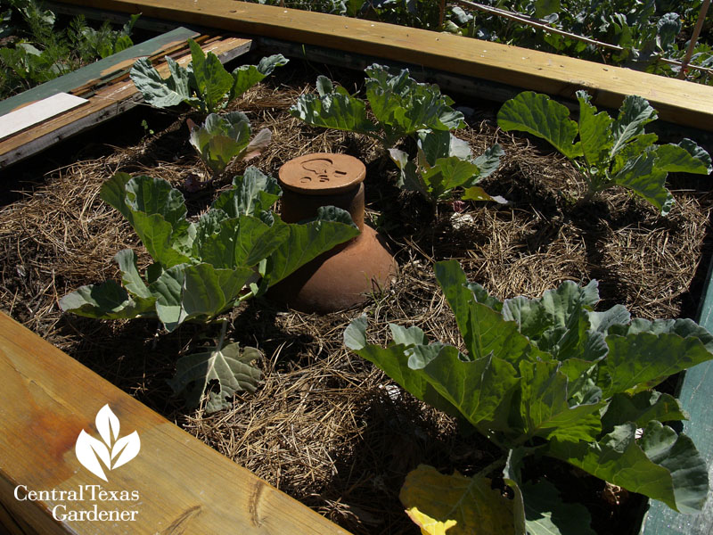 ollas in wicking bed at in.gredients austin texas CTG ollas in wicking bed at in.gredients austin texas CTG
