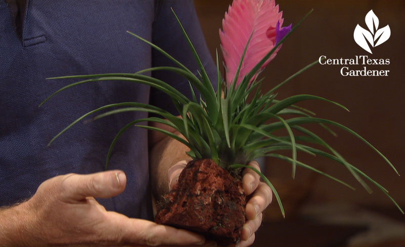 tillandsia flower Central Texas Gardener 