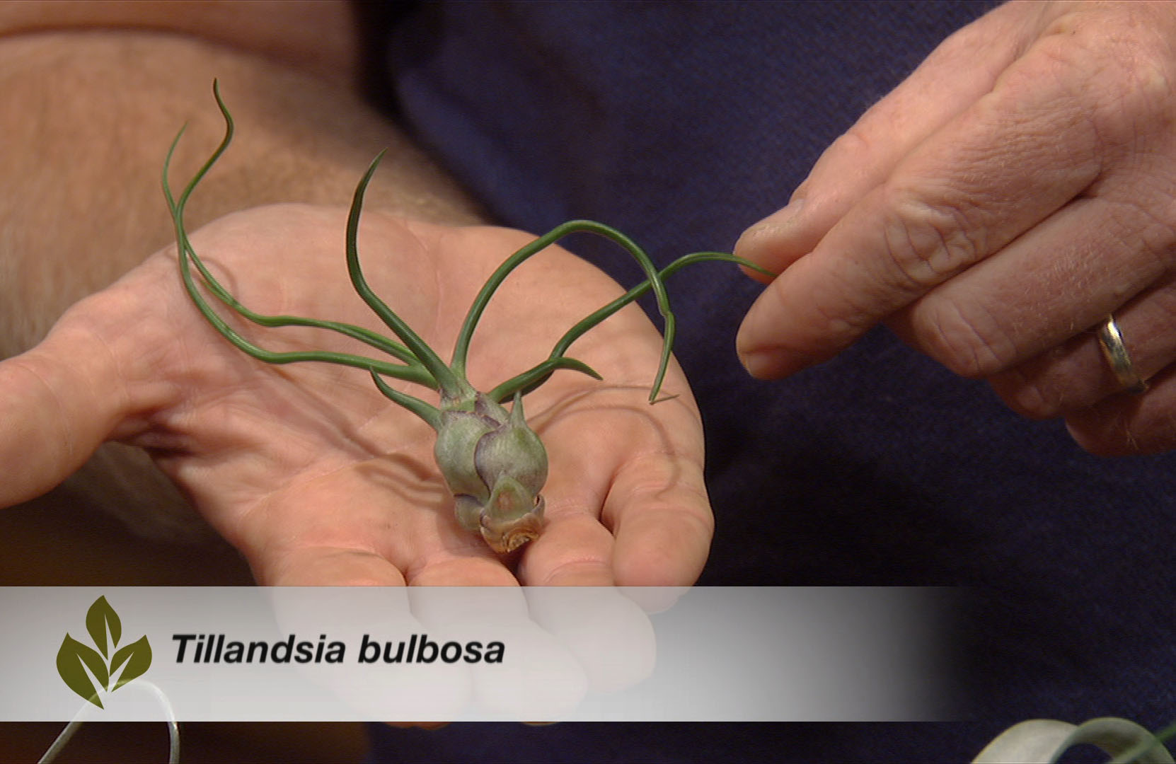 Growing tillandsias Central Texas Gardener Growing tillandsias Central Texas Gardener