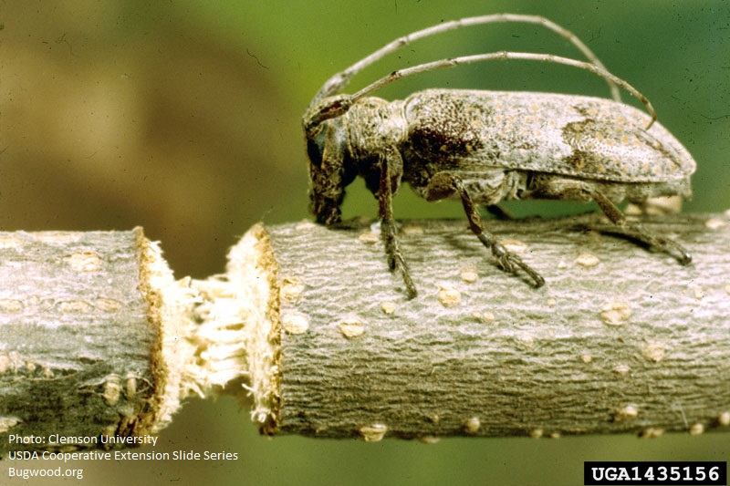 Photo: Clemson University - USDA Cooperative Extension Slide Series, Bugwood.org