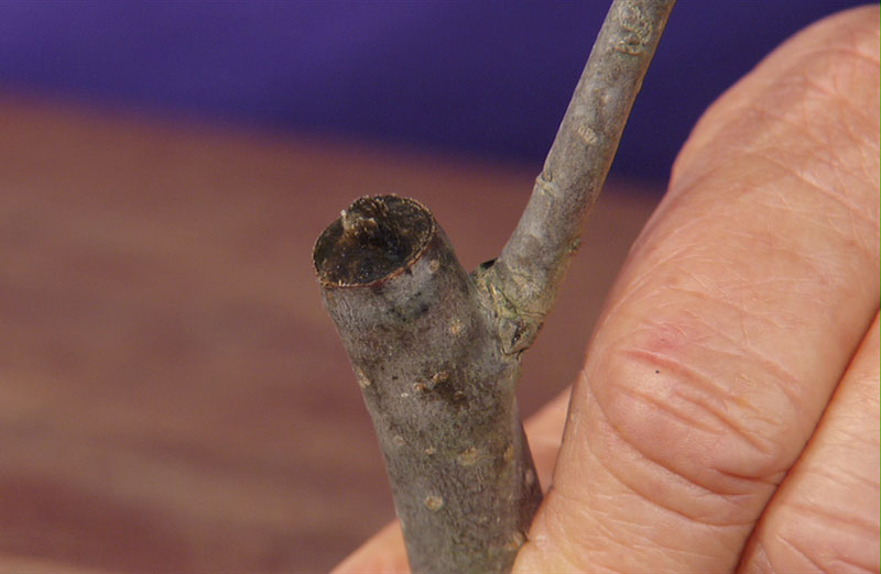 twig girdler damage Trisha Shirey Central Texas Gardener 