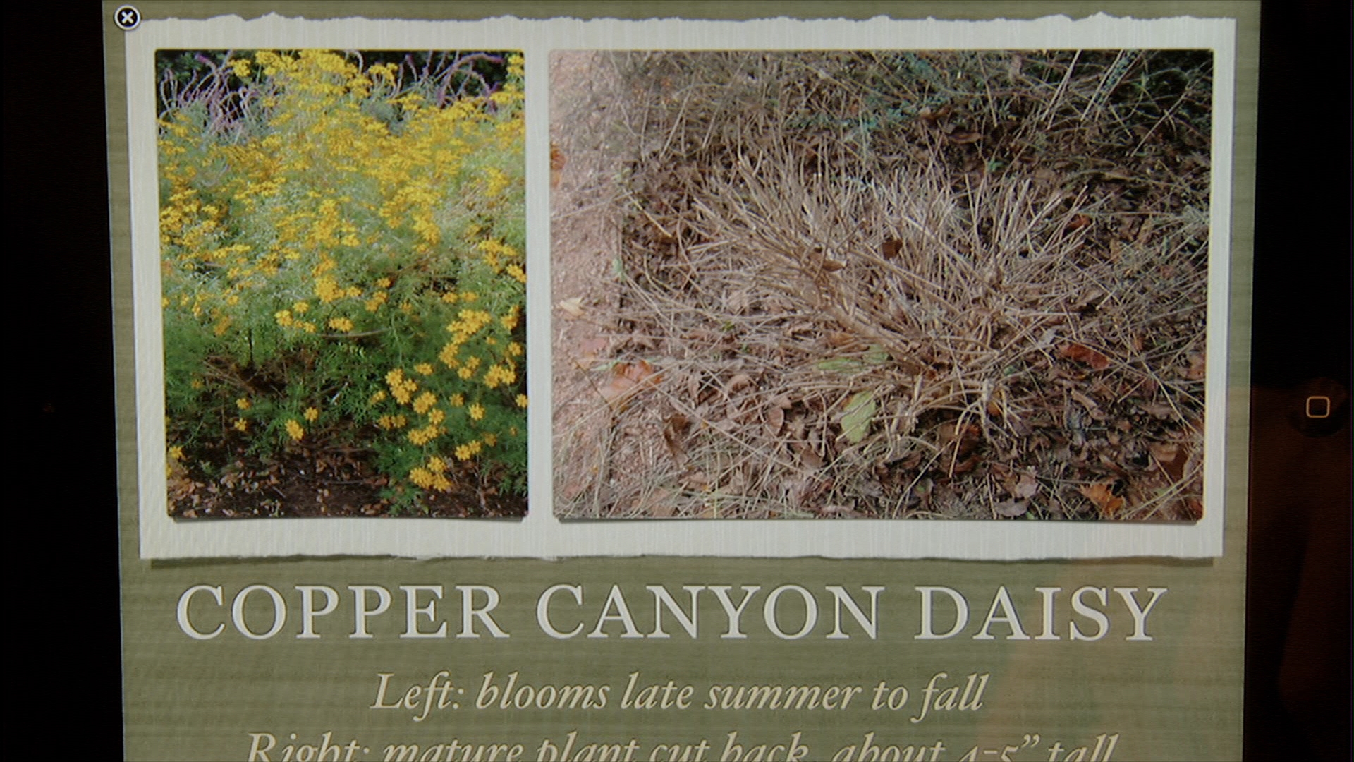 Ginger Hudson's A Guide to Landscape Maintenance for Central Texas Gardens 