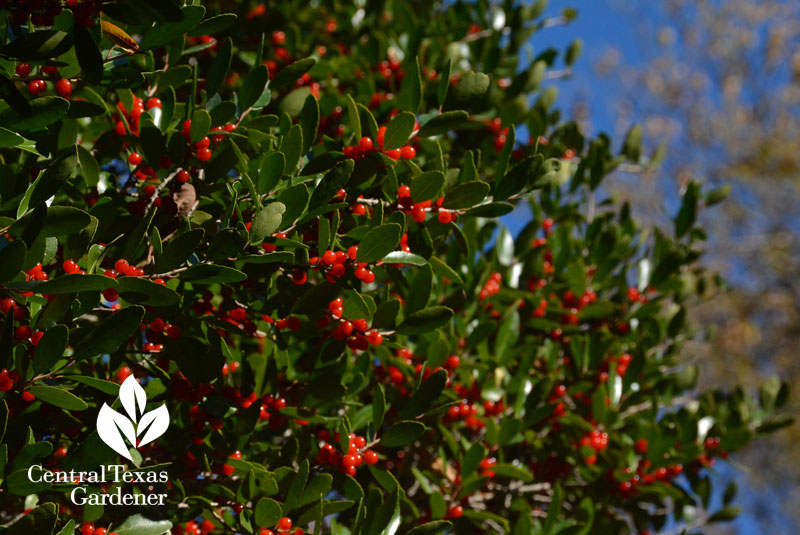 yaupon holly berries austin texas