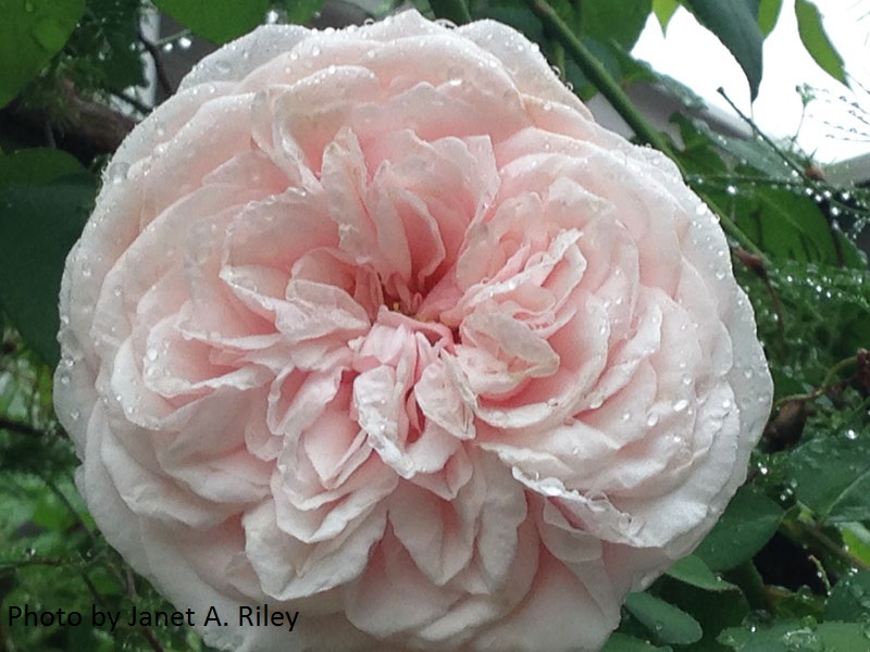 Souvenir de la Malmaison rose by Janet A. Riley 