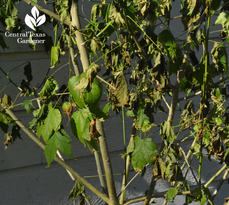 abutilon freeze damage austin texas