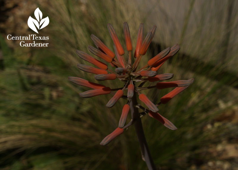 Hardy aloe flower austin texas Hardy aloe flower austin texas