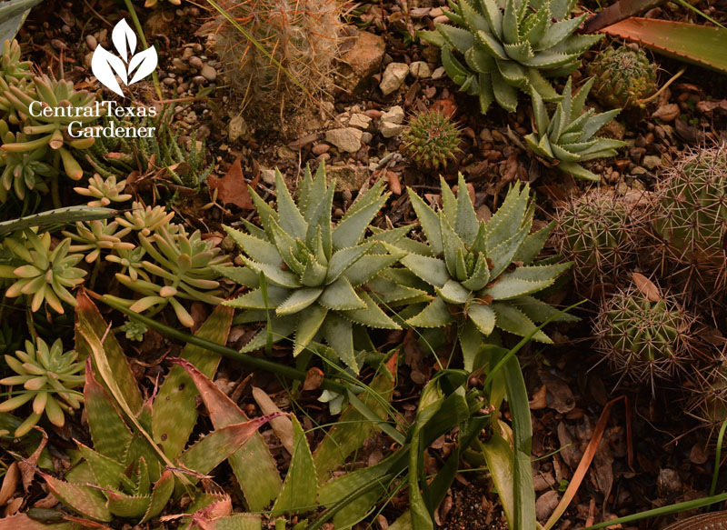 Hardy aloes with cactus austin texas 