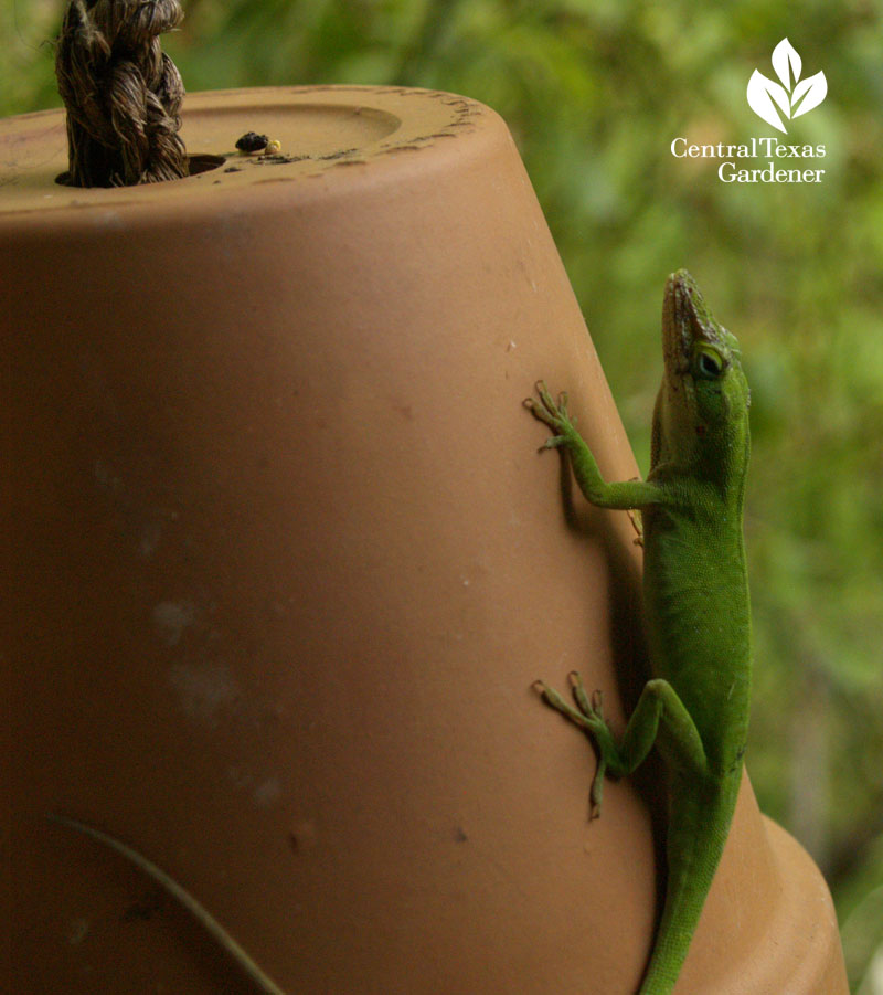 anole on hanging pot austin texas