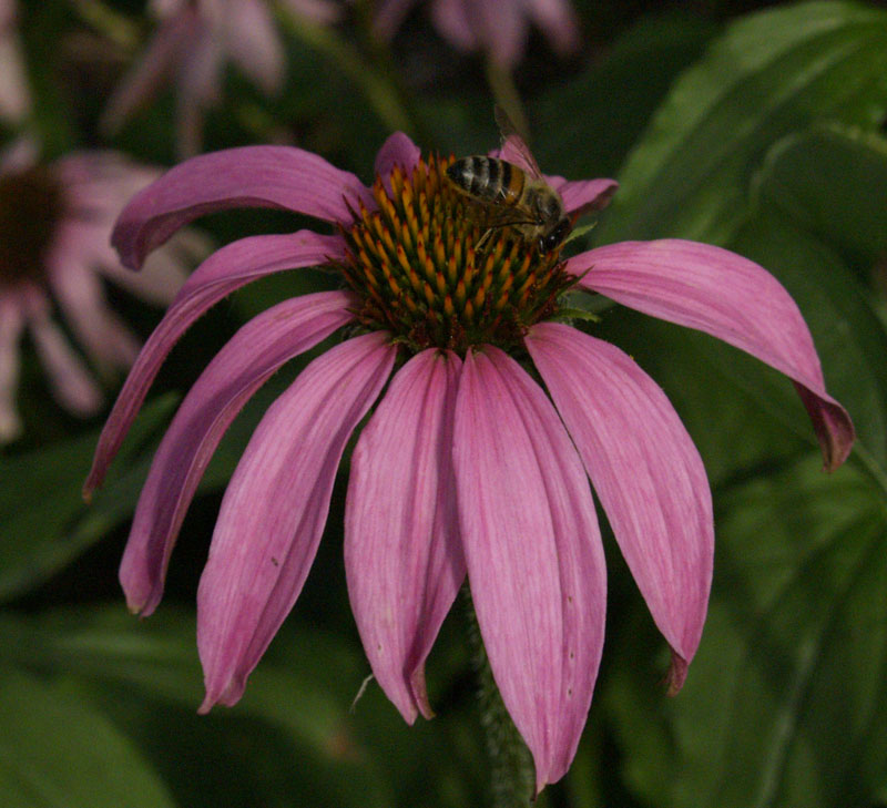 bee on coneflower austin texas