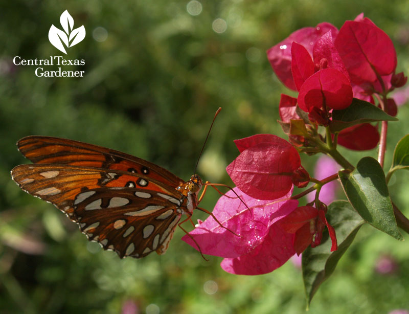 Gulf Fritillary butterfly on bougainvillea austin texas