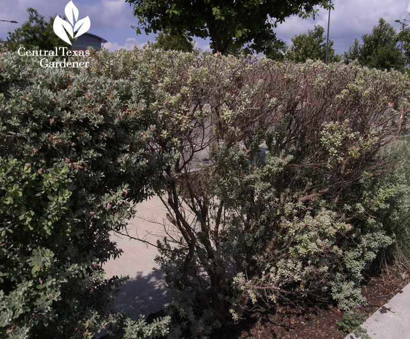 Texas sage cenizo bad hedging central texas 