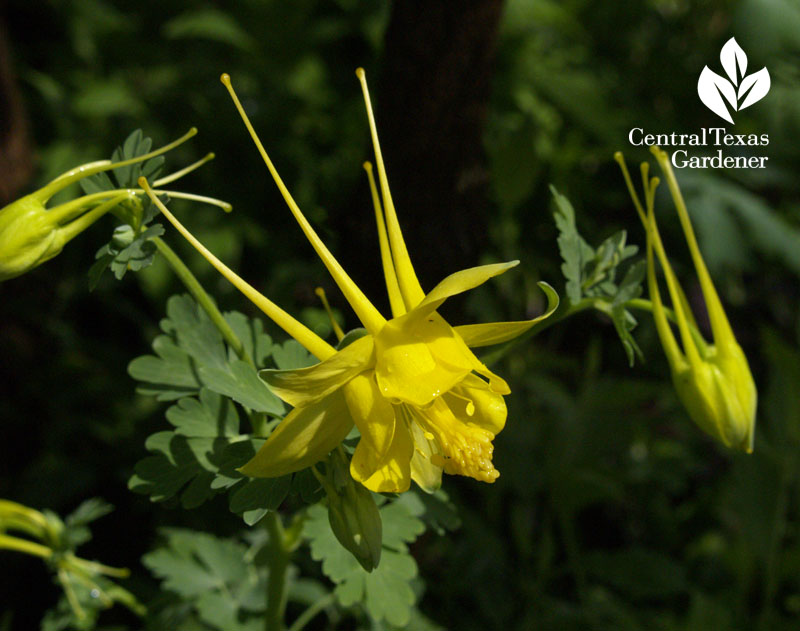 Texas Gold columbine 