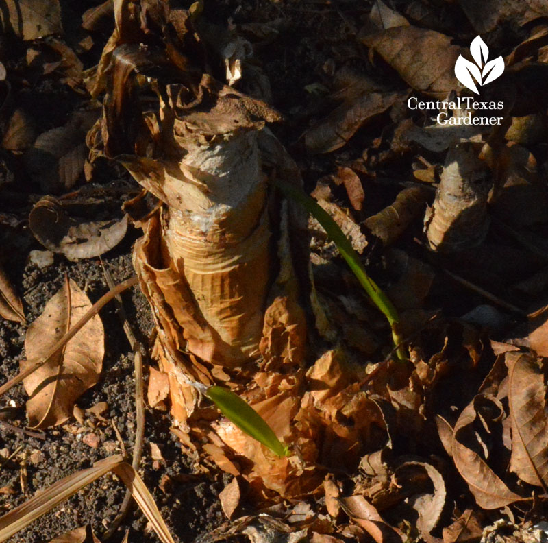 Crinum frozen Austin Texas 