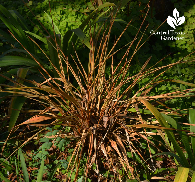 dianella frost damage austin texas 