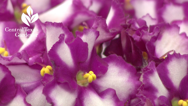 African violet Central Texas Gardener