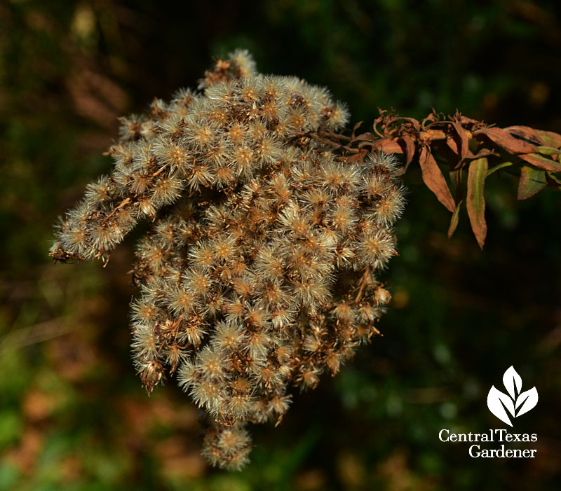 goldenrod seed heads austin texas