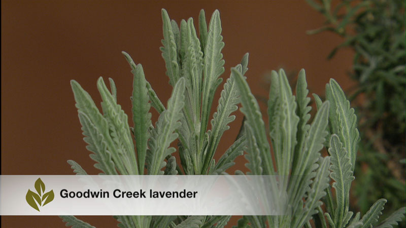 goodwin creek lavender central texas gardener 