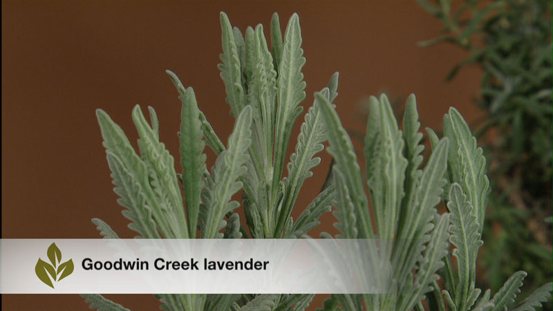 goodwin creek lavender central texas gardener goodwin creek lavender central texas gardener