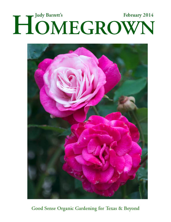 Homegrown Texas magazine Judy Barrett