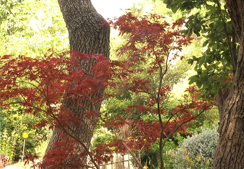 growing Japanese maple Central Texas Gardener 