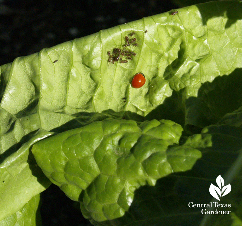 ladybug after aphids on lettuce austin 