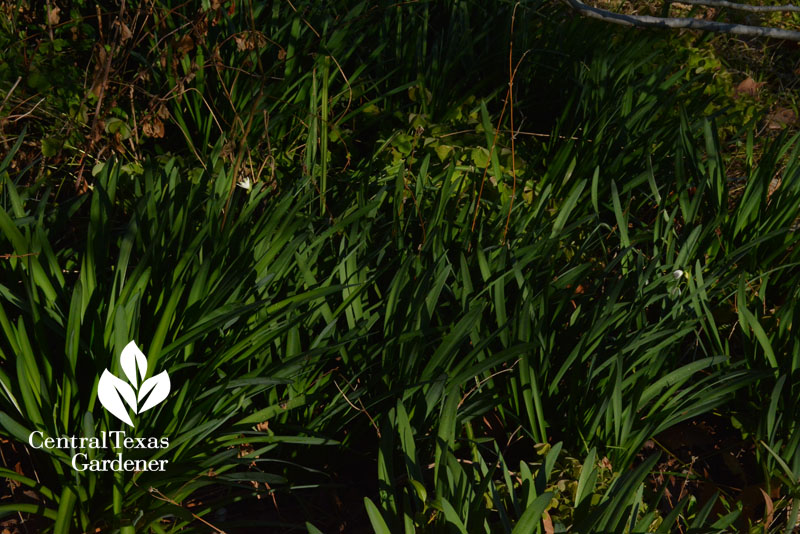 leucojum bulbs under cut back plumbago central texas