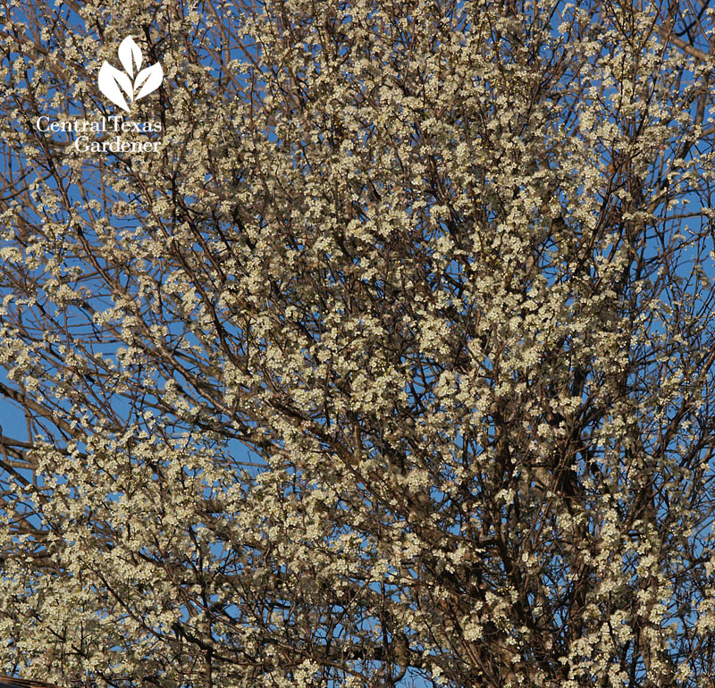 mexican plum flowers austin texas mexican plum flowers austin texas