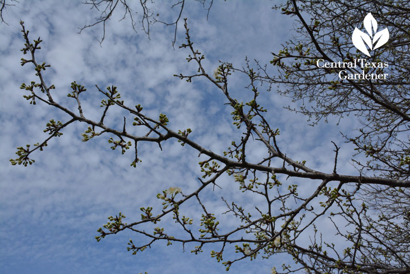 mexican plum February buds central texas gardener 