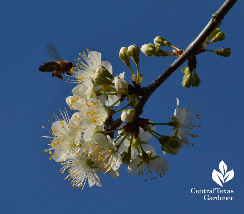 Honeybee on mexican plum flower native texas plant