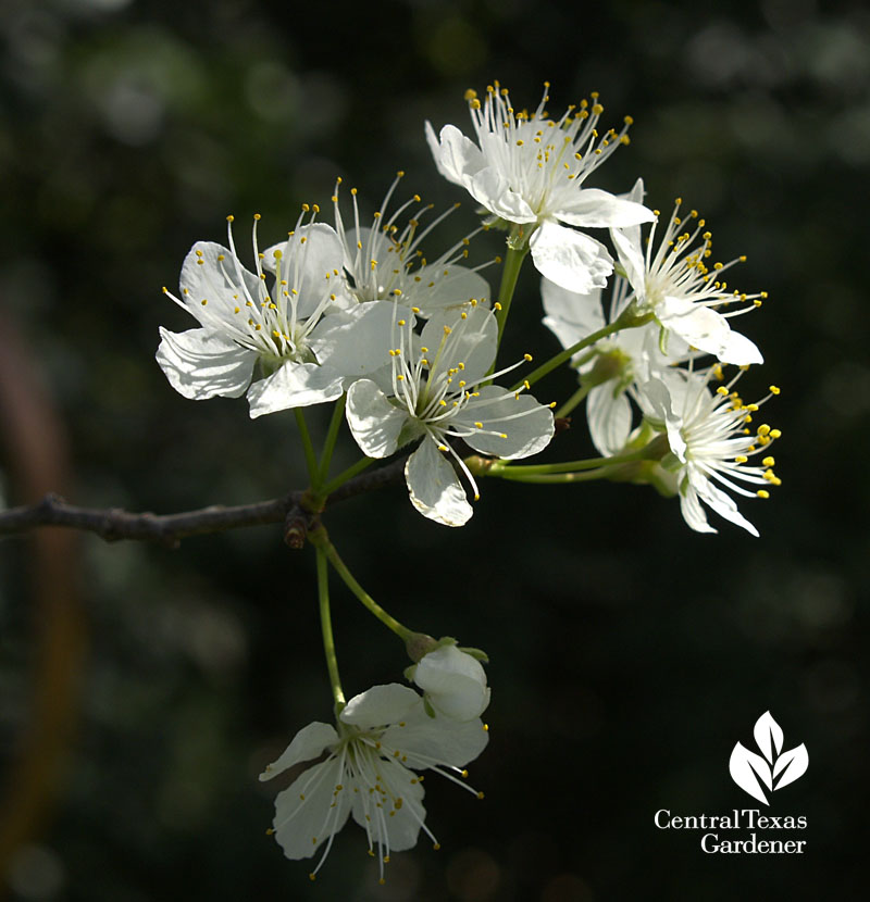 mexican plum flowers central texas gardener 