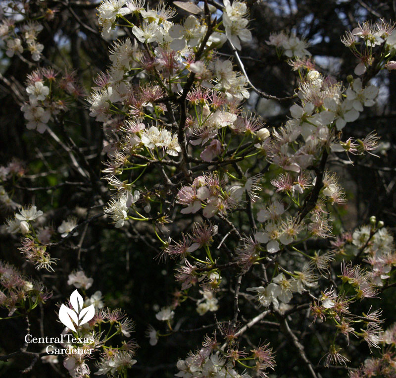 spring's mexican plum flowers austin texas