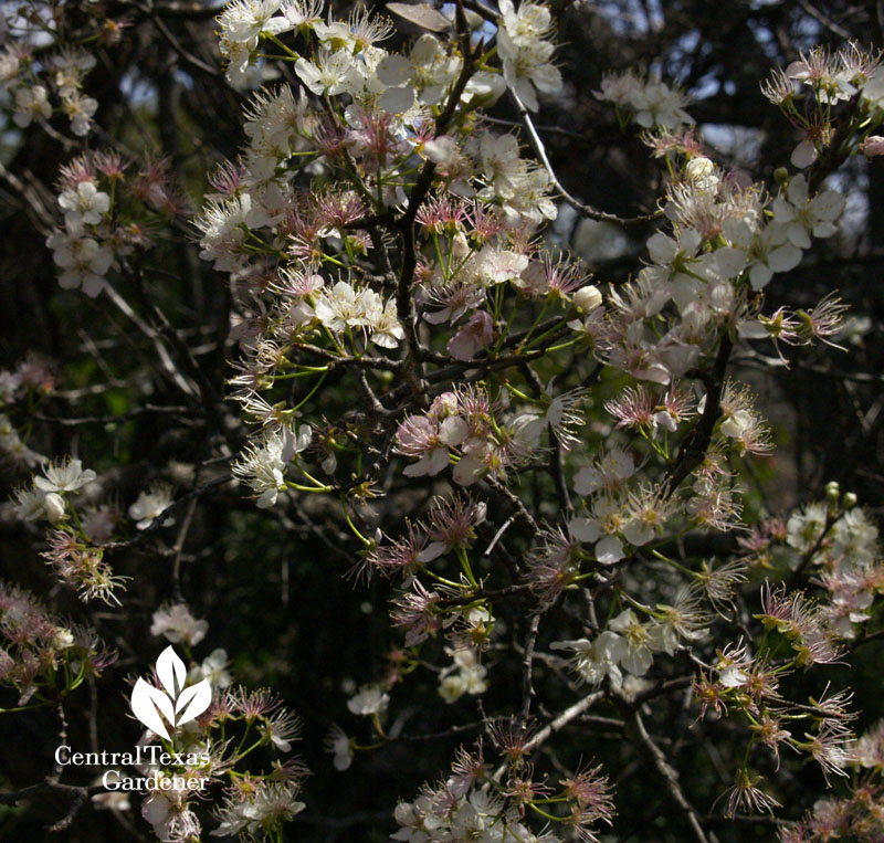 spring's mexican plum flowers austin texas spring's mexican plum flowers austin texas