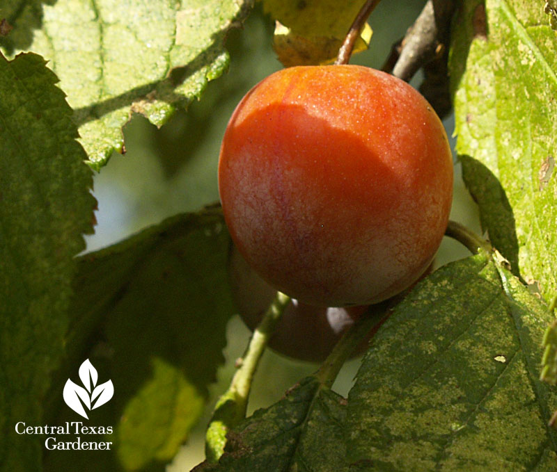 mexican plum fruit central texas gardener 