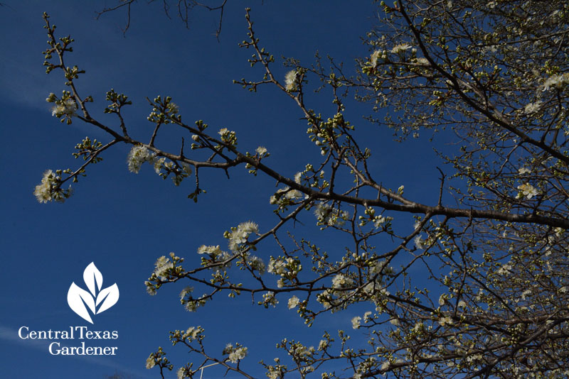 mexican plum flowers buds central texas gardener 