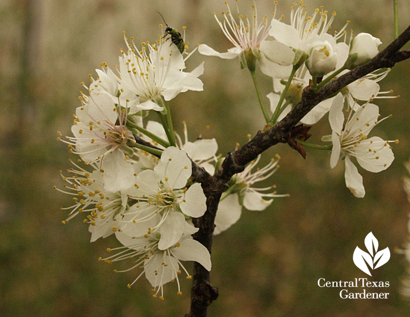 spotted cucumber beetle on mexican plum flower 