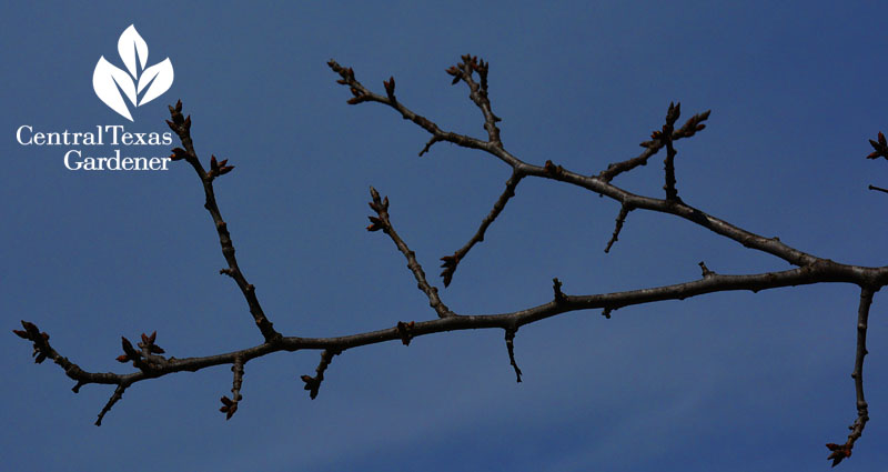 mexican plum leaf first buds central texas native plants