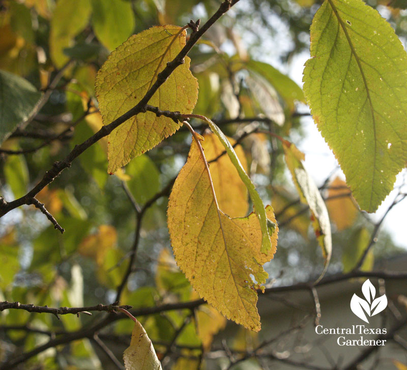 mexican plum fall color mexican plum fall color